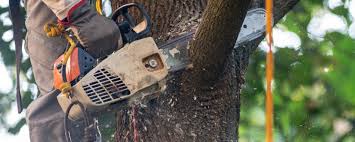 Best Emergency Tree Removal  in East Mckeesport, PA