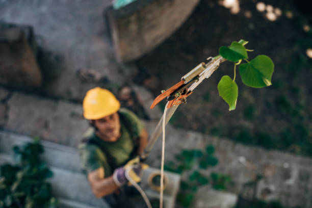 Best Leaf Removal  in East Mckeesport, PA